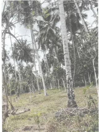 รูปทรัพย์ 1