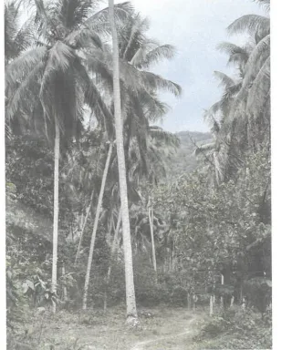 รูปทรัพย์ 2