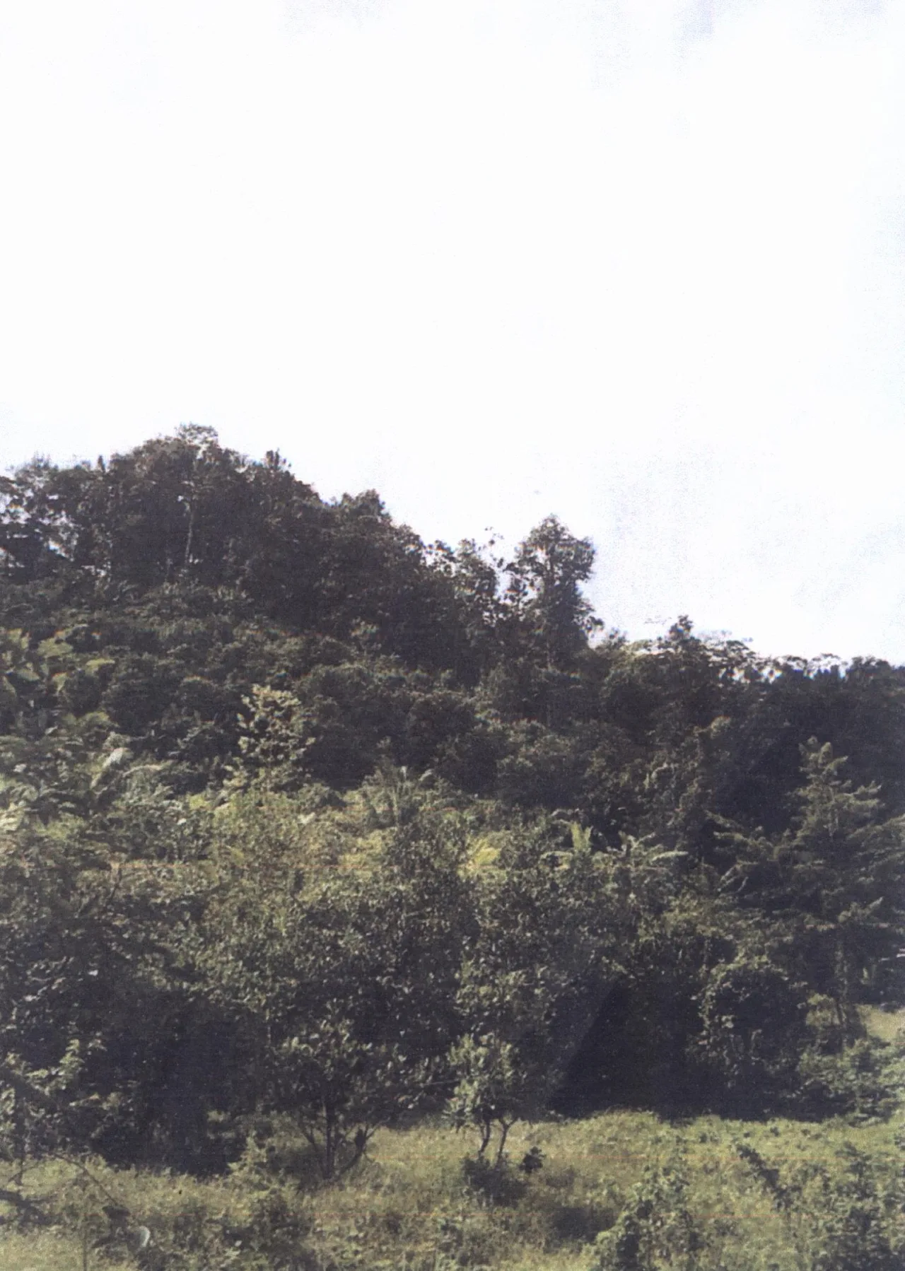 ขายทอดตลาด ที่ดินว่างเปล่า ต.ท่าอยู่ อ.ตะกั่วทุ่ง จ.พังงา