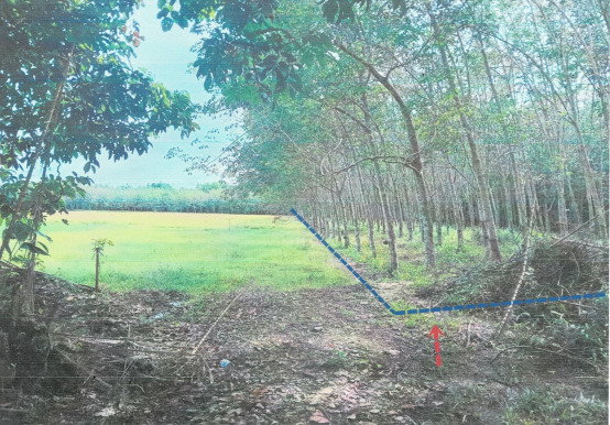 ขายทอดตลาด ที่ดินว่างเปล่า ต.ท่าศาลา อ.ท่าศาลา จ.นครศรีธรรมราช
