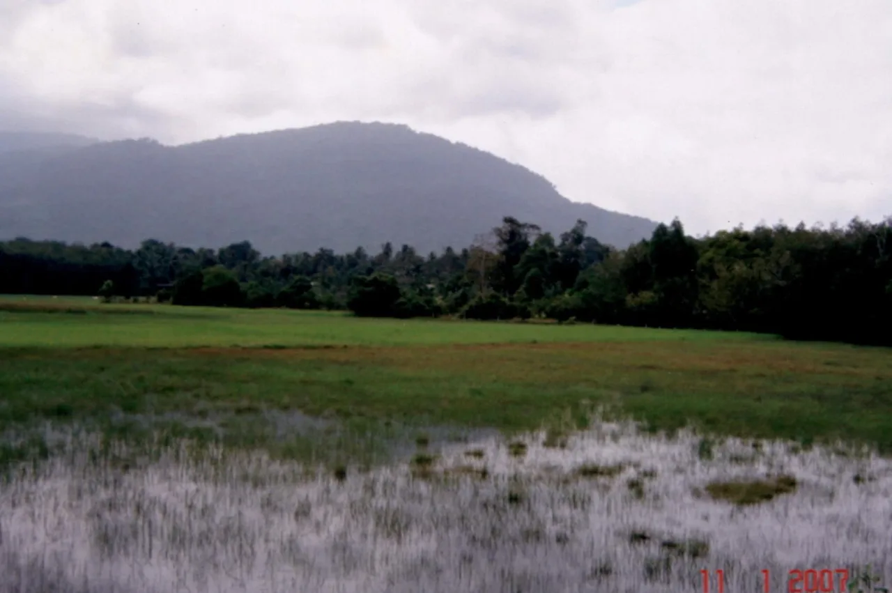 ขายทอดตลาด ที่ดินว่างเปล่า ต.ปะลุกาสาเมาะ อ.บาเจาะ จ.นราธิวาส