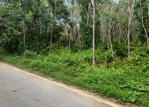 ขายทอดตลาด ที่ดินว่างเปล่า ต.ละหาร อ.ยี่งอ จ.นราธิวาส