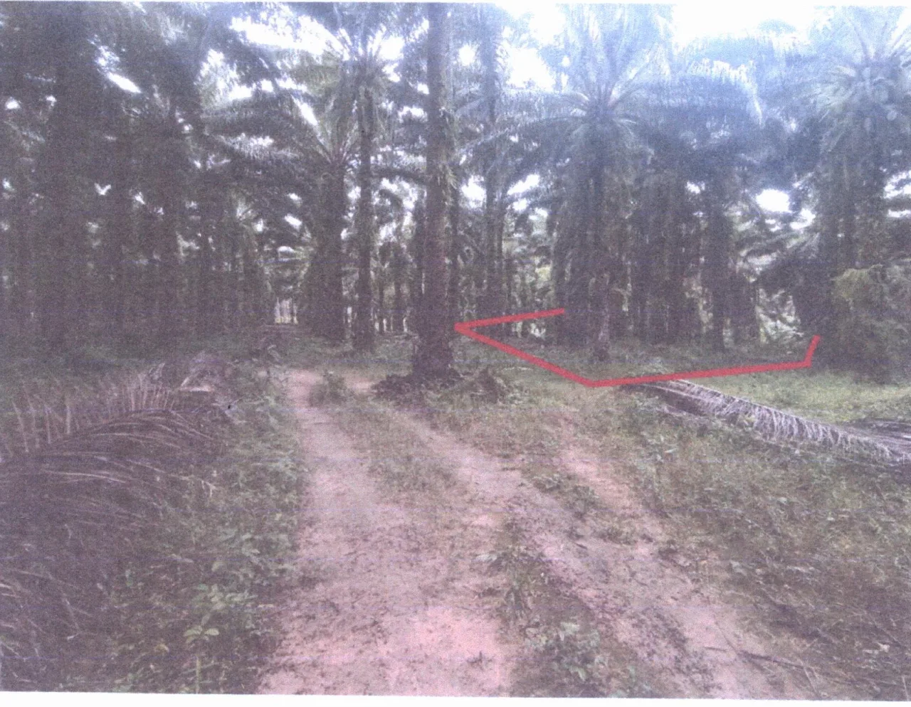ขายทอดตลาด ที่ดินว่างเปล่า ต.คลองตาล อ.ศรีสำโรง จ.สุโขทัย