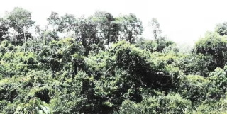 รูปทรัพย์ 1