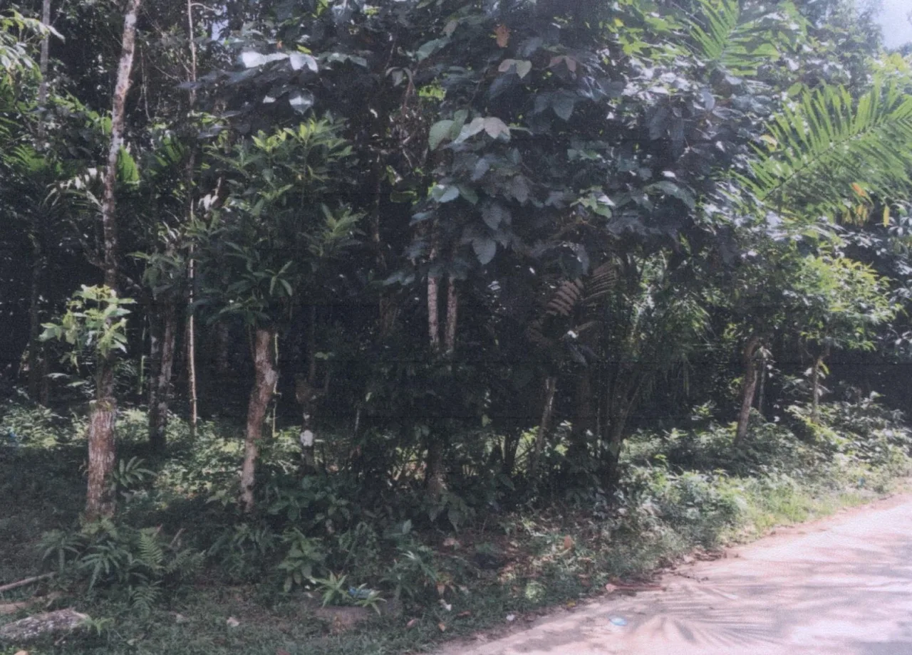 ขายทอดตลาด ที่ดินว่างเปล่า ต.เฉลิม อ.ระแงะ จ.นราธิวาส