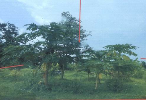 ขายทอดตลาด ที่ดินว่างเปล่า ต.ท่าขึ้น อ.ท่าศาลา จ.นครศรีธรรมราช