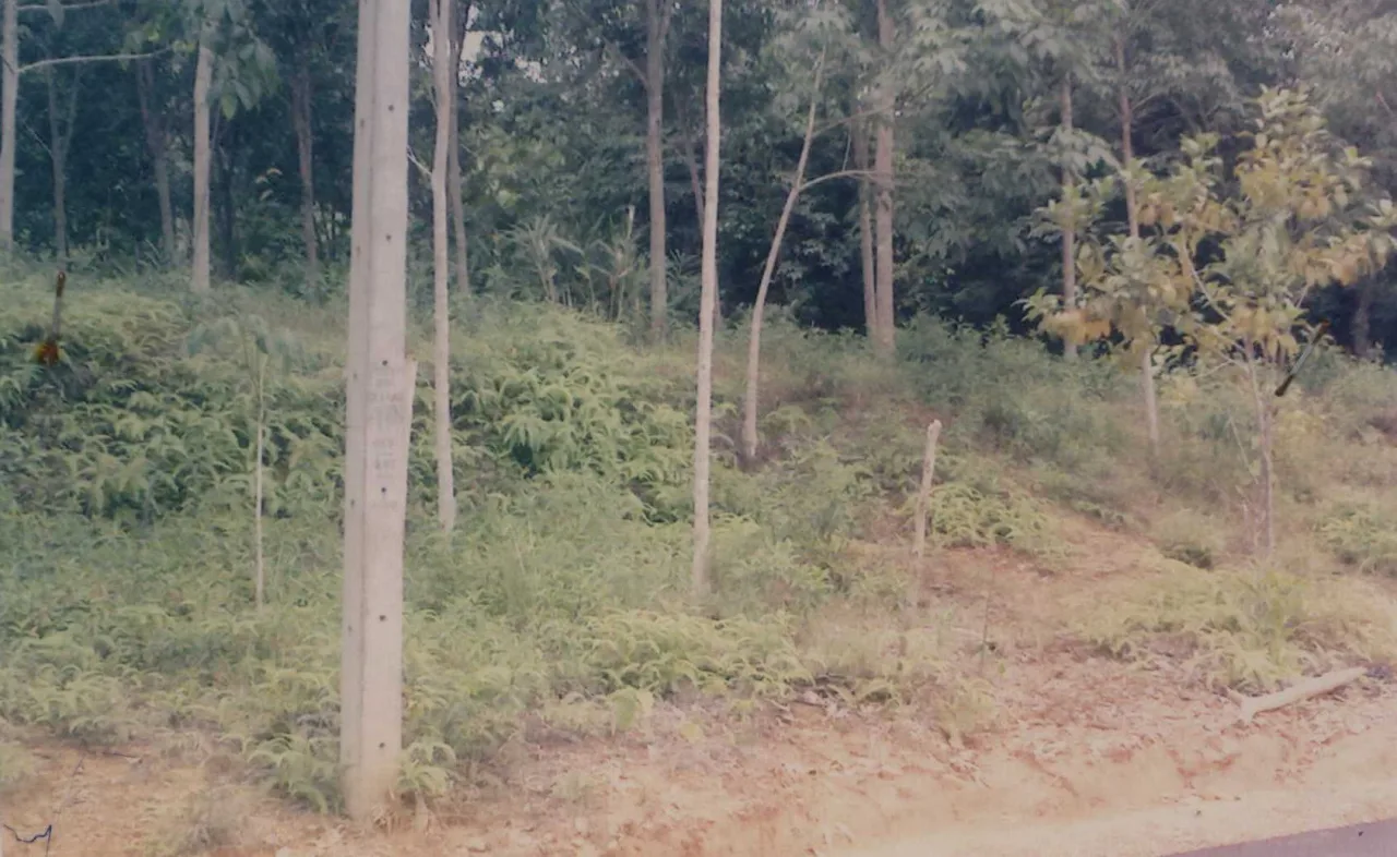 ขายทอดตลาด ที่ดินว่างเปล่า ต.บาตง อ.รือเสาะ จ.นราธิวาส