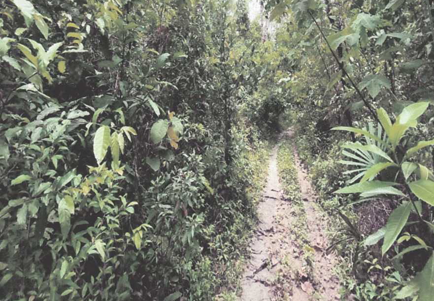 ขายทอดตลาด ที่ดินว่างเปล่า ต.ยี่งอ อ.ยี่งอ จ.นราธิวาส