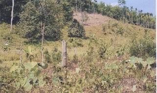 ขายทอดตลาด ที่ดินว่างเปล่า ต.สามัคคี อ.รือเสาะ จ.นราธิวาส