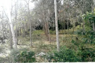 รูปทรัพย์ 2