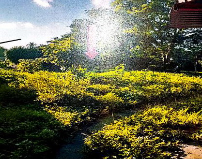 ขายทอดตลาด ที่ดินว่างเปล่า ต.ท่าวัง อ.เมืองนครศรีธรรมราช จ.นครศรีธรรมราช
