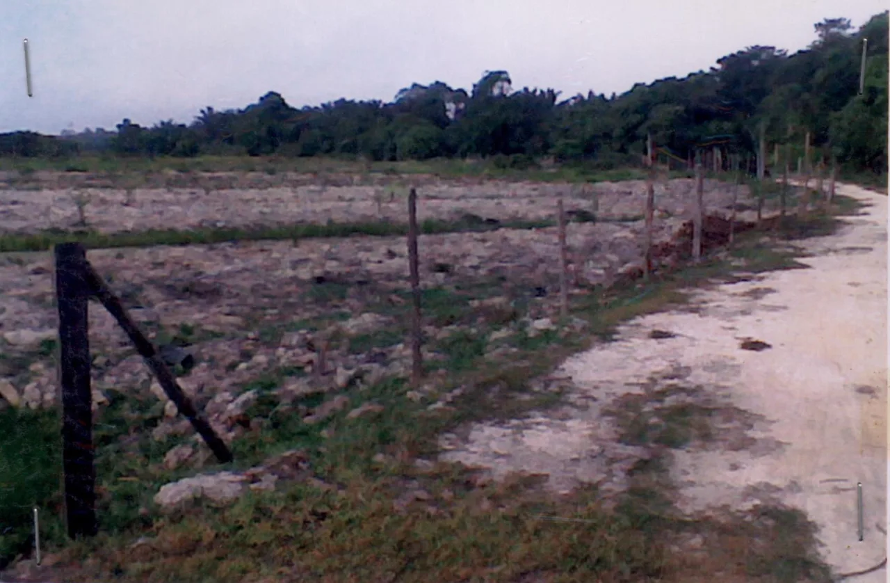ขายทอดตลาด ที่ดินว่างเปล่า ต.บางปอ อ.เมืองนราธิวาส จ.นราธิวาส