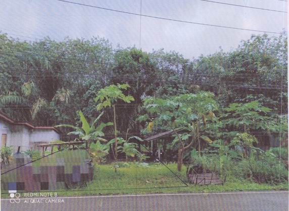 ขายทอดตลาด ที่ดินว่างเปล่า จ.พังงา