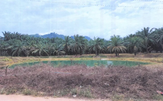 ขายทอดตลาด ที่ดินว่างเปล่า ต.บางเหรียง อ.ทับปุด จ.พังงา