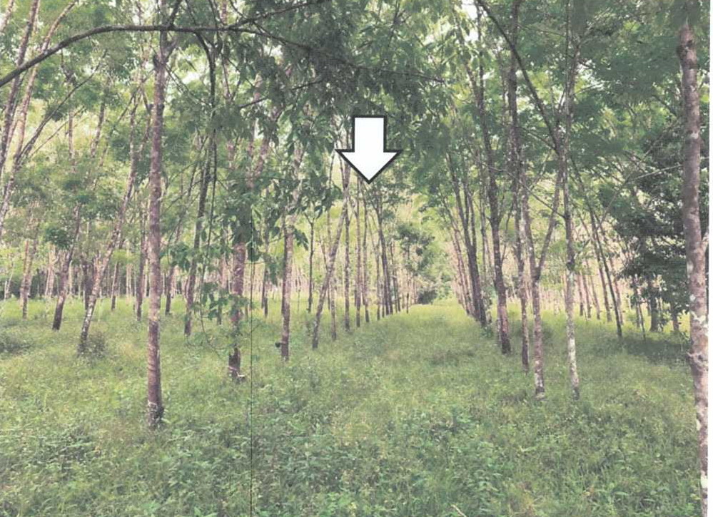 ขายทอดตลาด ที่ดินว่างเปล่า ต.บางปอ อ.เมืองนราธิวาส จ.นราธิวาส