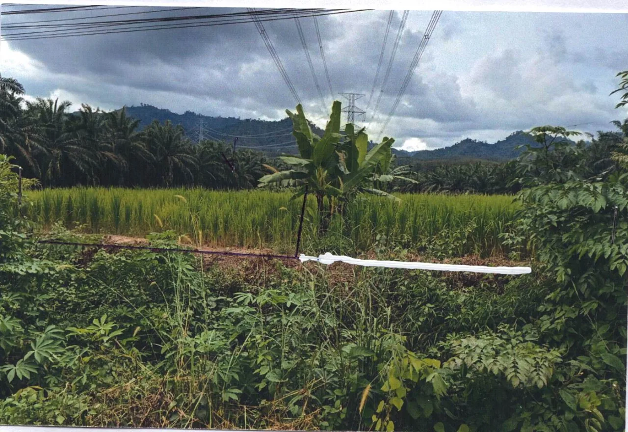 ขายทอดตลาด ที่ดินว่างเปล่า ต.โคกเจริญ อ.ทับปุด จ.พังงา