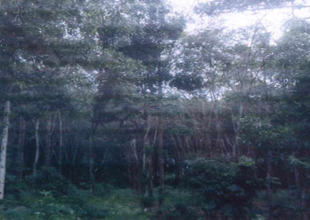 ขายทอดตลาด ที่ดินว่างเปล่า ต.บองอ อ.ระแงะ จ.นราธิวาส