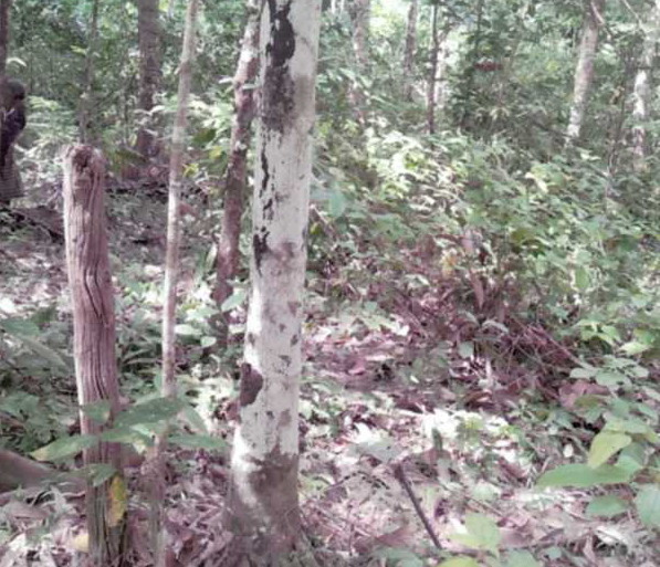 ขายทอดตลาด ที่ดินว่างเปล่า ต.ตันหยงมัส อ.ระแงะ จ.นราธิวาส