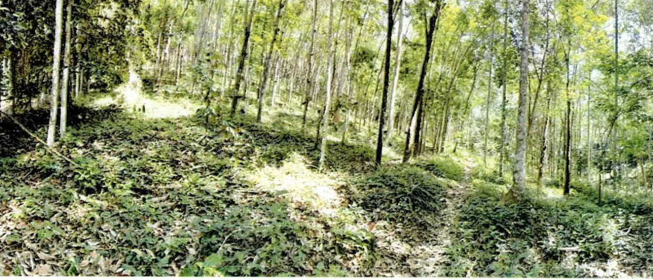ขายทอดตลาด ที่ดินว่างเปล่า ต.พรหมโลก อ.พรหมคีรี จ.นครศรีธรรมราช