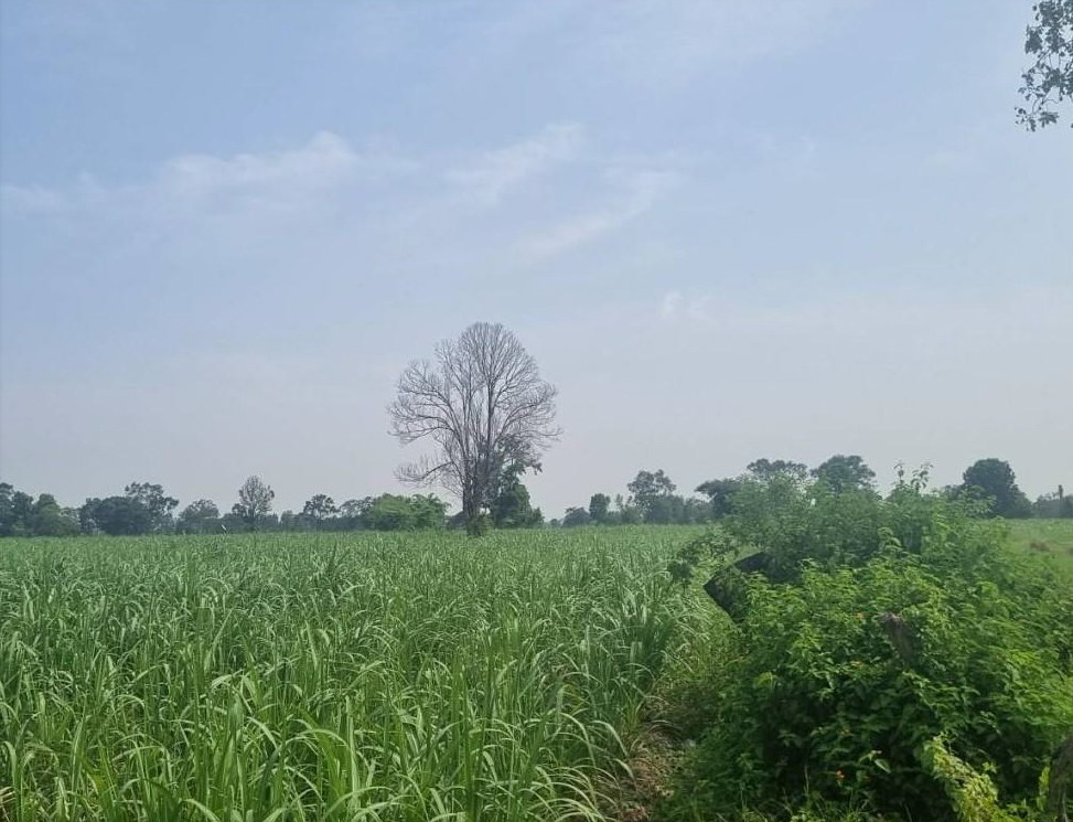 ขายทอดตลาด ที่ดินว่างเปล่า ต.หนองบัวโคก อ.ลำปลายมาศ จ.บุรีรัมย์