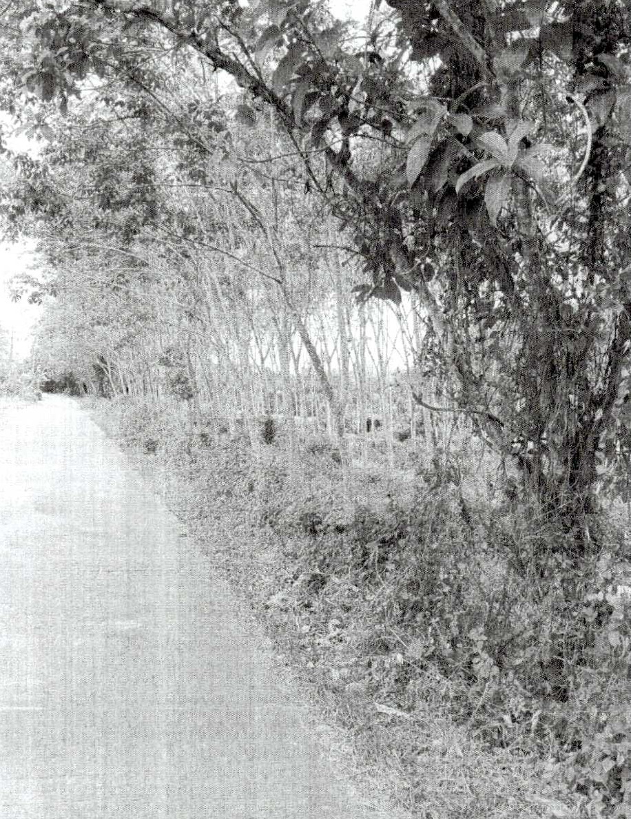 ขายทอดตลาด ที่ดินว่างเปล่า จ.นครศรีธรรมราช
