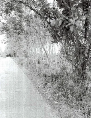 รูปทรัพย์ 1