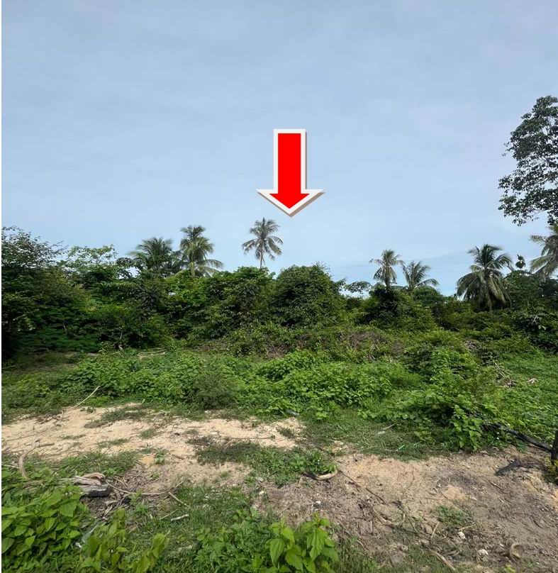 ขายทอดตลาด ที่ดินว่างเปล่า ต.กะลุวอเหนือ อ.เมืองนราธิวาส จ.นราธิวาส