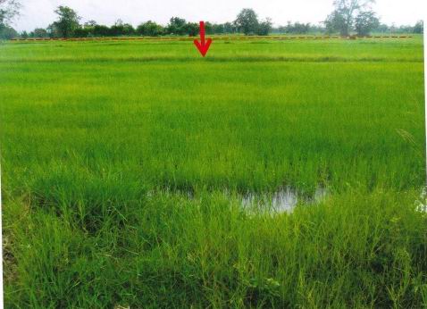 ขายทอดตลาด ที่ดินว่างเปล่า ต.ทะเมนชัย อ.ลำปลายมาศ จ.บุรีรัมย์