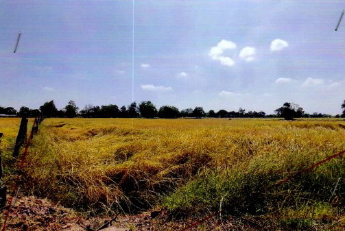 ขายทอดตลาด ที่ดินว่างเปล่า ต.หนองเยือง อ.บ้านใหม่ไชยพจน์ จ.บุรีรัมย์