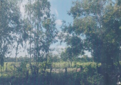 ขายทอดตลาด ที่ดินว่างเปล่า ต.บ้านเป้า อ.พุทไธสง จ.บุรีรัมย์