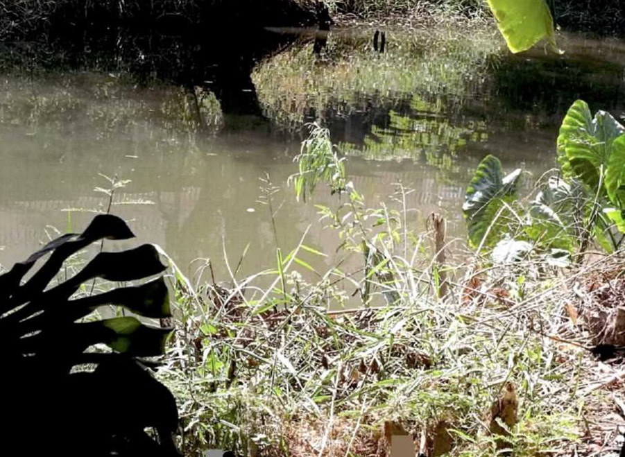 ขายทอดตลาด ที่ดินว่างเปล่า ต.หลักหก อ.เมืองปทุมธานี จ.ปทุมธานี