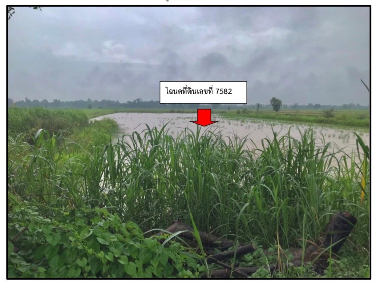ขายทอดตลาด ที่ดินว่างเปล่า ต.หัวถนน อ.คลองขลุง จ.กำแพงเพชร