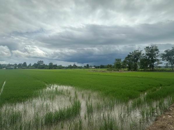 ขายทอดตลาด ที่ดินว่างเปล่า ต.โพธิ์ทอง อ.ปางศิลาทอง จ.กำแพงเพชร