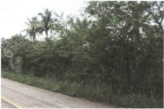 ขายทอดตลาด ที่ดินว่างเปล่า ต.ทรายทอง อ.บางสะพานน้อย จ.ประจวบคีรีขันธ์
