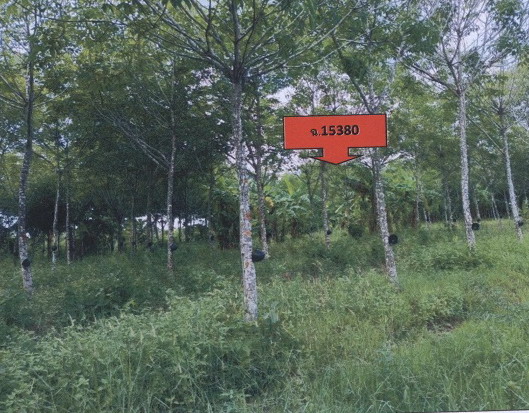ขายทอดตลาด ที่ดินว่างเปล่า ต.ตูมใหญ่ อ.คูเมือง จ.บุรีรัมย์