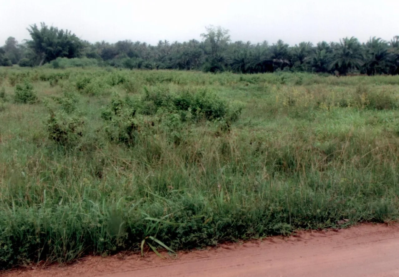 ขายทอดตลาด ที่ดินว่างเปล่า ต.ชัยเกษม อ.บางสะพาน จ.ประจวบคีรีขันธ์