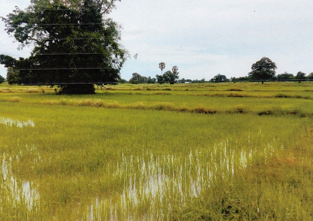 ขายทอดตลาด ที่ดินว่างเปล่า ต.โคกกลาง อ.ลำปลายมาศ จ.บุรีรัมย์