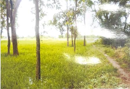 ขายทอดตลาด ที่ดินว่างเปล่า ต.เมืองฝาง อ.เมืองบุรีรัมย์ จ.บุรีรัมย์