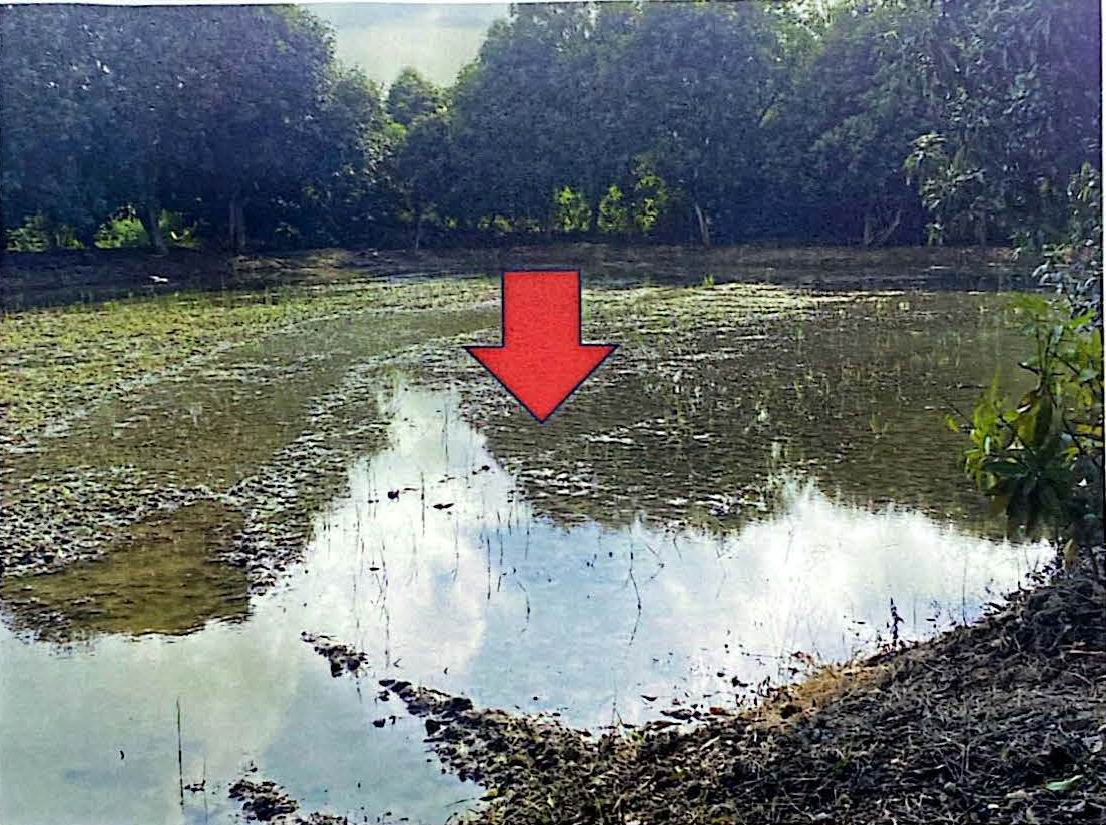 ขายทอดตลาด ที่ดินว่างเปล่า ต.สวนพริกไทย อ.เมืองปทุมธานี จ.ปทุมธานี