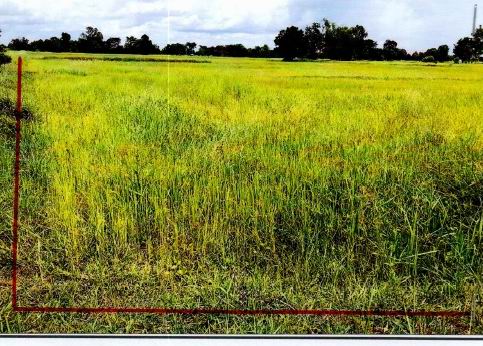 ขายทอดตลาด ที่ดินว่างเปล่า ต.แสลงโทน อ.ประโคนชัย จ.บุรีรัมย์