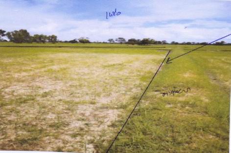 ขายทอดตลาด ที่ดินว่างเปล่า ต.สำโรง อ.พลับพลาชัย จ.บุรีรัมย์
