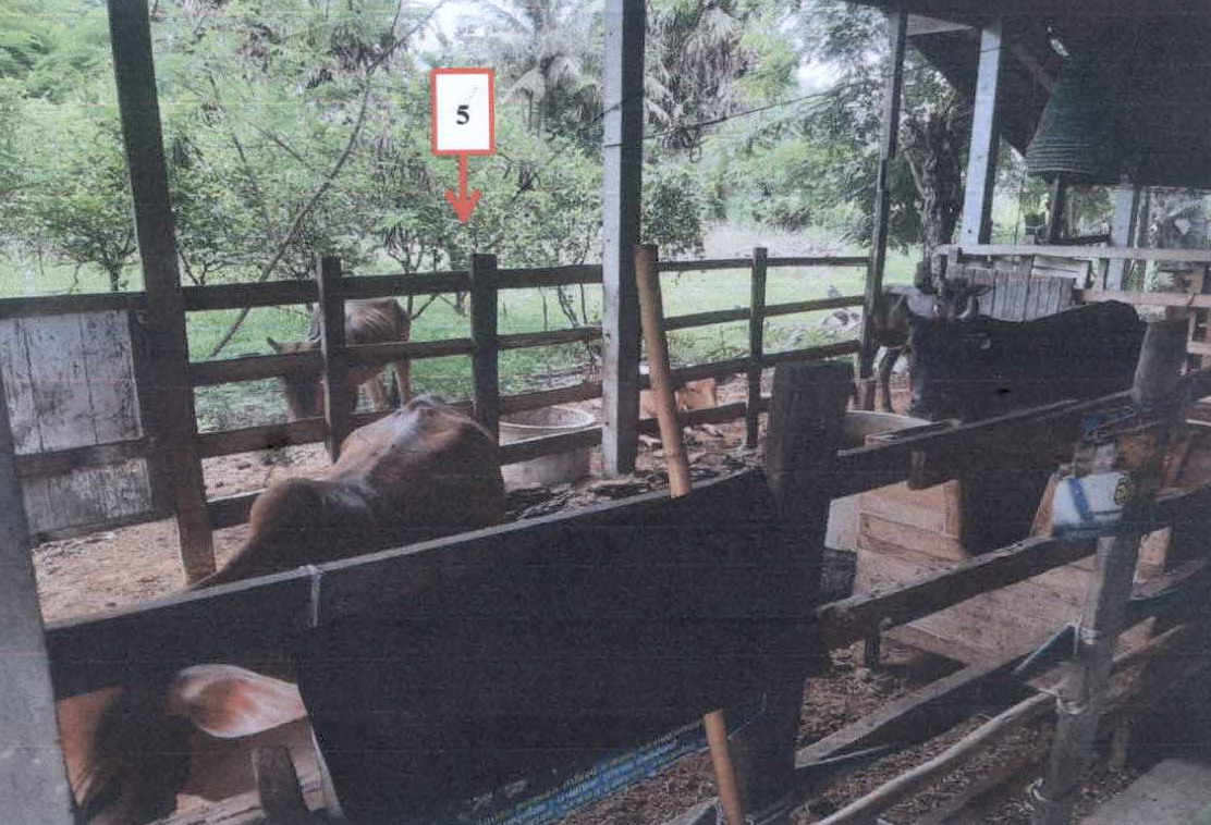 ขายทอดตลาด ที่ดินพร้อมสิ่งปลูกสร้าง ต.ดอนยาง อ.เมืองเพชรบุรี จ.เพชรบุรี