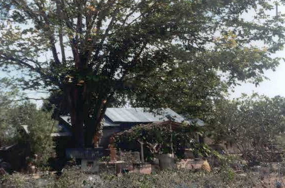 ขายทอดตลาด ที่ดินพร้อมสิ่งปลูกสร้าง ต.ไร่ใหม่พัฒนา อ.ชะอำ จ.เพชรบุรี