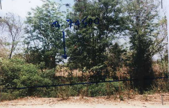 ขายทอดตลาด ที่ดินพร้อมสิ่งปลูกสร้าง ต.ไร่ใหม่พัฒนา อ.ชะอำ จ.เพชรบุรี