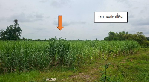 ขายทอดตลาด ที่ดินว่างเปล่า ต.บ้านด่าน อ.บ้านด่าน จ.บุรีรัมย์