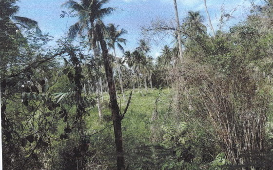 ขายทอดตลาด ที่ดินว่างเปล่า แขวงบางโพงพาง เขตยานนาวา จ.กรุงเทพมหานคร