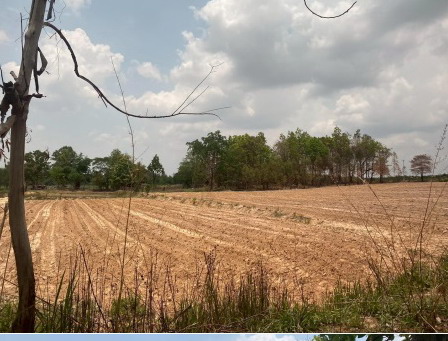 ขายทอดตลาด ที่ดินว่างเปล่า ต.ขมิ้น อ.เมืองกาฬสินธุ์ จ.กาฬสินธุ์