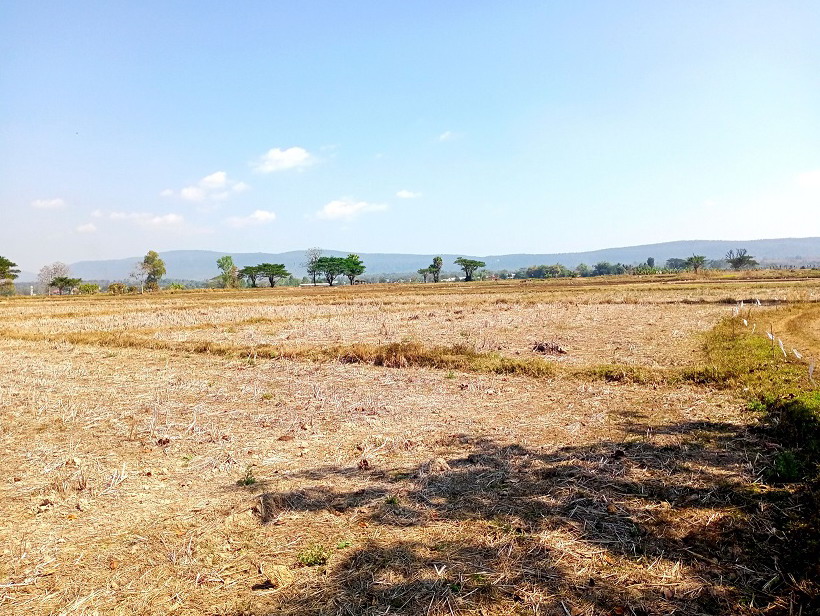 ขายทอดตลาด ที่ดินว่างเปล่า ต.บ้านเหล่า อ.แม่ใจ จ.พะเยา