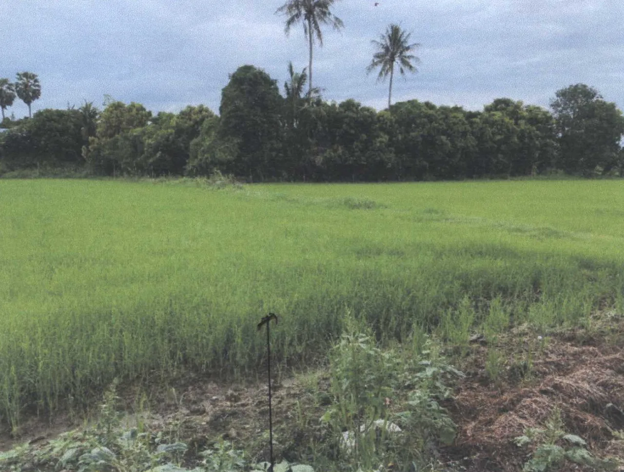 ขายทอดตลาด ที่ดินว่างเปล่า ต.ท่ายาง อ.ท่ายาง จ.เพชรบุรี