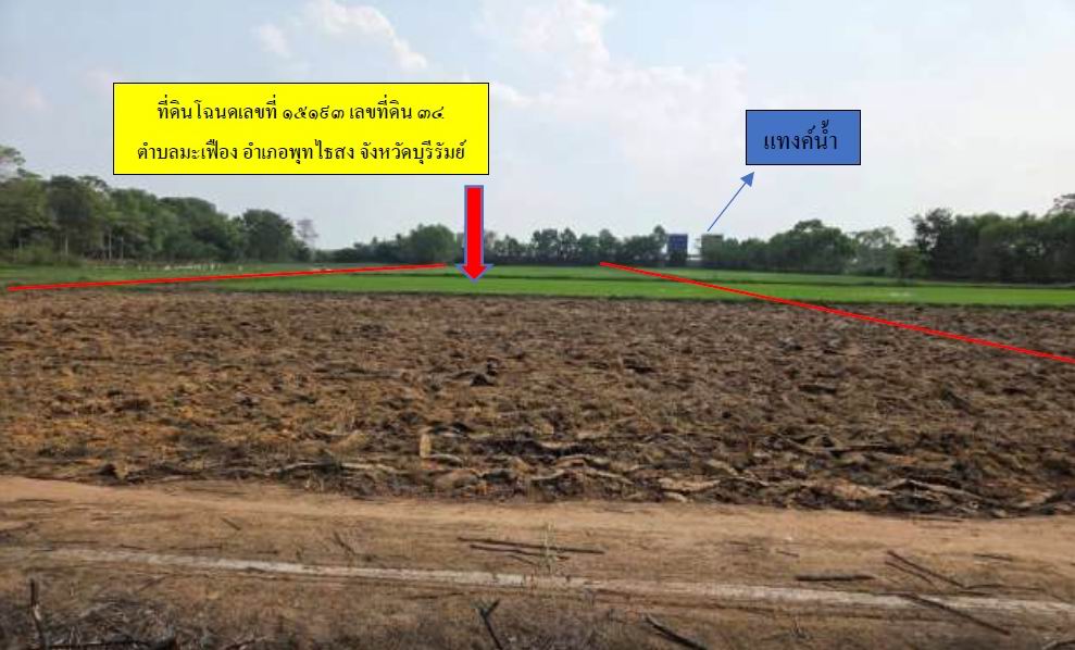 ขายทอดตลาด ที่ดินว่างเปล่า ต.มะเฟือง อ.พุทไธสง จ.บุรีรัมย์